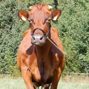 _nahkariimu lehmälle_lehmän riimu_näyttelypäitset_lehmän näyttelyriimu_satatonnaripalkinto