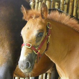 _varsariimu_varsapäitset_laadukas kotimainen nahkariimu_nahkariimu mittojen mukaan_nahkapäitset mittatilauksena_käsin tehdyt nahkapäitset_laadukkaat nahkapäitset_kestävä nahkariimu_käsityönä valmistettu nahkariimu_nahkariimu laadukasta nahkaa_suomessa valmistettu_